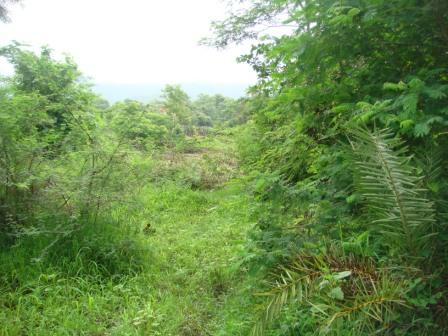 Lush greenery at site