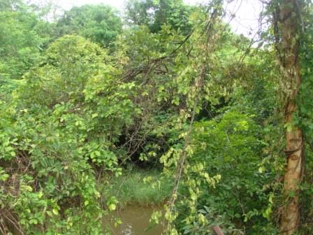 Perennial pond "Kund" with thick "javali" forest at site