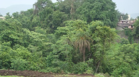 Rainforest trees at site