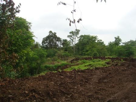 Terraced fields and greenery at the site