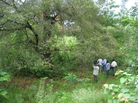 Bakul Tree at Urawade